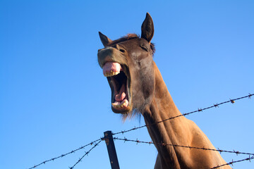 laughing horse, sky background, laughing, horse, sky, funny, portrait, colorful, outdoor, happy, smile, farm, teeth, comic, mouth, laughter, one, head, brown, humor, day, eyes closed, animal, yawn, fa