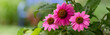 Beautiful pink coneflowers, echinacea purpurea, PowWow Wild Berry Echinacea 