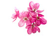 Leinwandbild Motiv Bright pink cherry tree flowers on white isolated background close up
