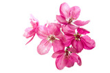 Bright pink cherry tree flowers on white isolated background close up