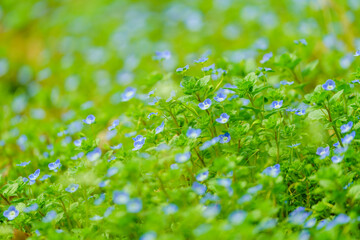 Poster - Green leaves and small blue flowers on the spring lawn