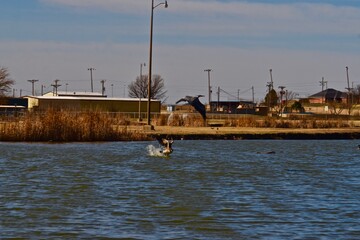 Aggressive Male Canada goose threatening Great Blue Heron from his Territory near Canyon, Texas.