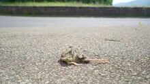 Dead Bird Lying On Sidewalk 4k 25p