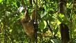 Female brown throated sloth climbing a tree wildlife Costa Rica Corcovado national park
