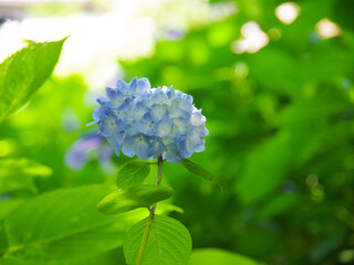 Hydrangea_1