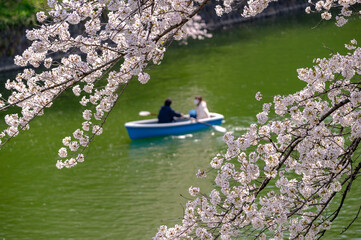 Wall Mural - 東京都千代田区九段にある千鳥ケ淵に咲く桜