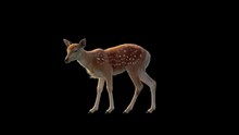 A Small Sika Deer Eating Grass On A Black Background, 3D Rendered Animation With Alpha