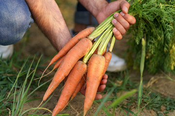 Man, farmer, worker holding in hands homegrown harvest of fresh orange carrots. Private garden, natural economy, hobby and leisure concept