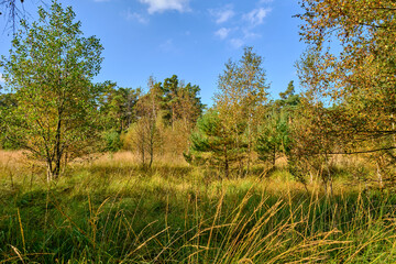 Poster - Naturschutzgebiet Ribnitzer Großes Moor im Stadtforst Ribnitz-Damgarten, Landkreis Vorpommern-Rügen und Landkreis Rostock, Mecklenburg Vorpommern,  Deutschland