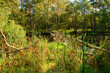 Naturschutzgebiet Ribnitzer Großes Moor im Stadtforst Ribnitz-Damgarten, Landkreis Vorpommern-Rügen und Landkreis Rostock, Mecklenburg Vorpommern,  Deutschland