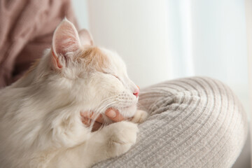 Woman with cute fluffy cat on light background, closeup