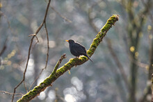 Black Bird Chilling On A Branch.