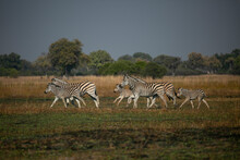 Zebra Family In Okavango Delta Of Botswana, Southern Africa.