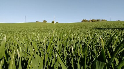 Wall Mural - Water flowing from the source.
Grass field, green wheat field and farmland.