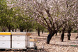 © saiyan73 - beehives and blooming almonds