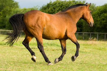 brown horse spontaneous ride outdoor