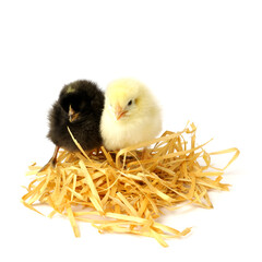 two little chickens in the nest isolated on white.