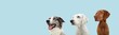 Banner three attentive dogs looking away. Obedience training concept. Isolated on blue pastel background