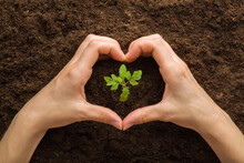 Heart Shape Created From Young Adult Woman Hands Around Green Small Tomato Plant On Brown Soil Background. Care About Environment. Closeup. Point Of View Shot. Top Down View.