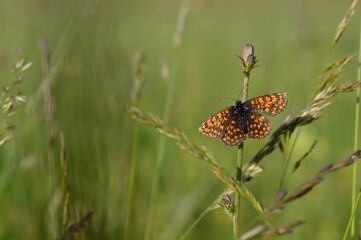 Boloria dia, Weaver's Fritillary butterly close up in nature