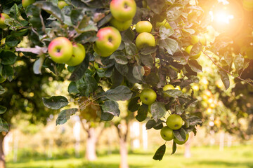 Apple tree in garden with fresh ripe apples