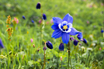 Blue aquilegia flower in a green meadow