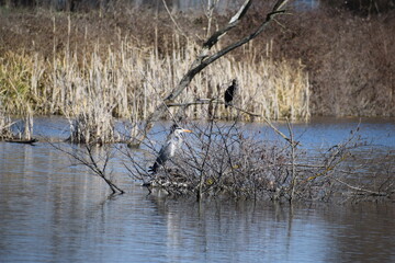 Wall Mural - Sumpfleben, Graureiher vor einem Kormoran