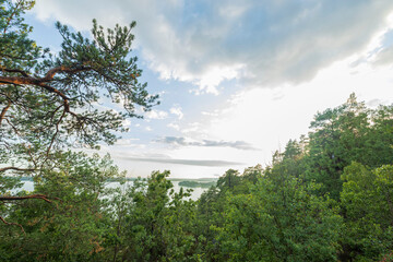 Wall Mural - Tops of green forest trees on amazing beauty  sunset on Baltic sea blue sky and white clouds background on  summer day. Sweden.