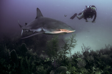 Wall Mural - shark and diver