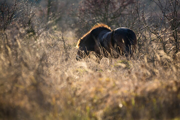 Wall Mural - Wild horse, Exmoor pony detail photography.