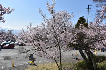 Canvas Print - 伊那市高遠の桜