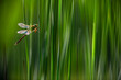 Green-eyed Hawker dragonfly sits on a leaf of a reed. Photography of Aeshna isosceles in its natural environment.