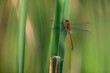 Green-eyed Hawker dragonfly sits on a leaf of a reed. Photography of Aeshna isosceles in its natural environment.