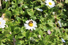 Bee On A White And Yellow Daisy