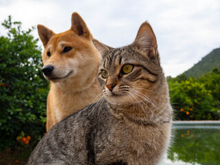 Two friends shiba inu puppy and tabby cat