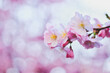 Pink cherry blossoms as background