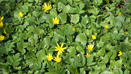 Wall Mural - background - yellow lesser celandine flowers in the park by the stream