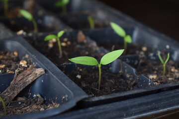 Canvas Print - Plant Sprout