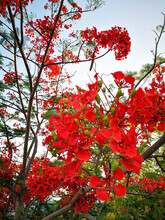 Royal Poinciana Flowers In The Park 3