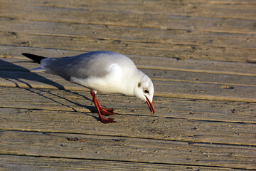 Canvas Print - mouette posée