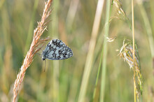 Marbled White, Black And White Butterfly In The Wild