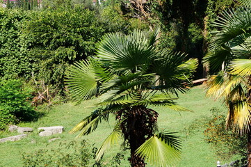 Wall Mural - palm tree in the jungle