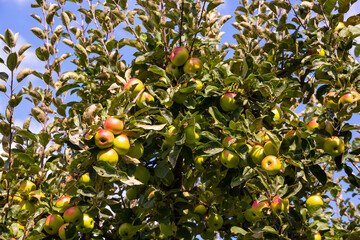 Apple tree in garden with fresh ripe apples