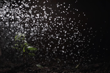 Wall Mural - Green sprout on the ground. Spring concept. Seedlings in the ground. Updating nature is an idea. Hands plant a sprout in the ground.