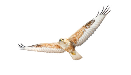 Flying bird. Buzzard. Isolated. White background.