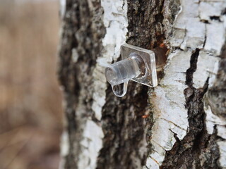 Wall Mural - Birch sap. Collecting birch juice in nature. Plastic tap for juice collection. Rural tradition