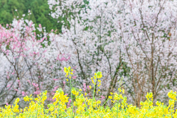 Wall Mural - 早咲きの桜と菜の花