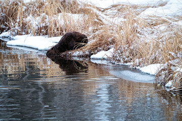 Poster - Beaver in Winter