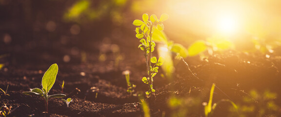 Small seedlings grow in the newly cultivated soil