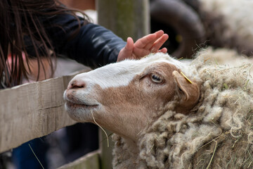 Tame sheep enjoys a pet from visitors of the petting zoo on a farmyard and is outdoor fun on countryside for family and children for a happy childhood with lambs and other pets on an animal farm